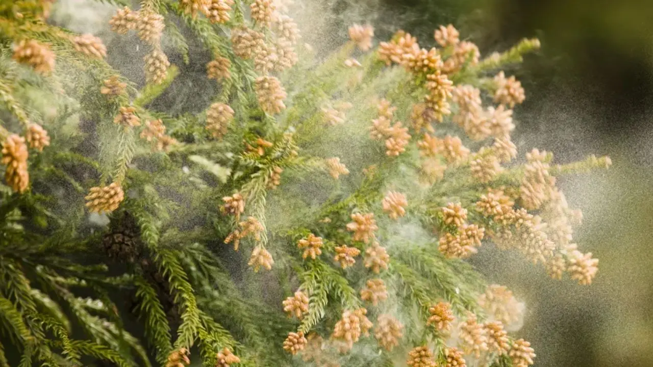 花粉症対策はダイエットへの近道！？